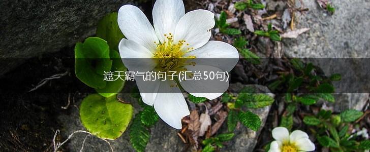 遮天霸气的句子(汇总50句),第1张