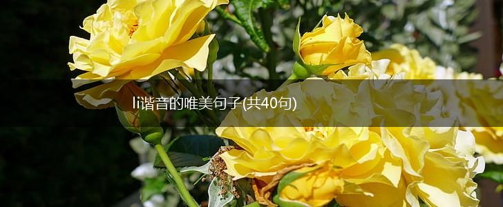 li谐音的唯美句子(共40句),第1张