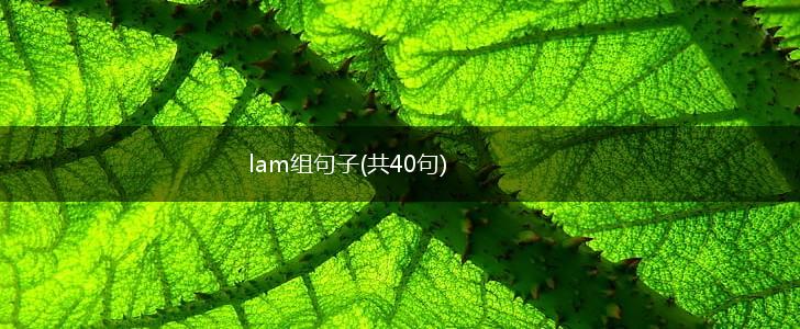 lam组句子(共40句),第1张