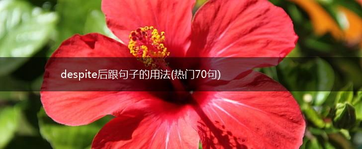 despite后跟句子的用法(热门70句),第1张
