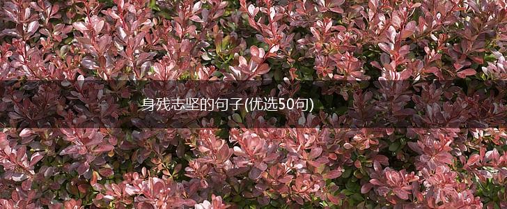 身残志坚的句子(优选50句),第1张