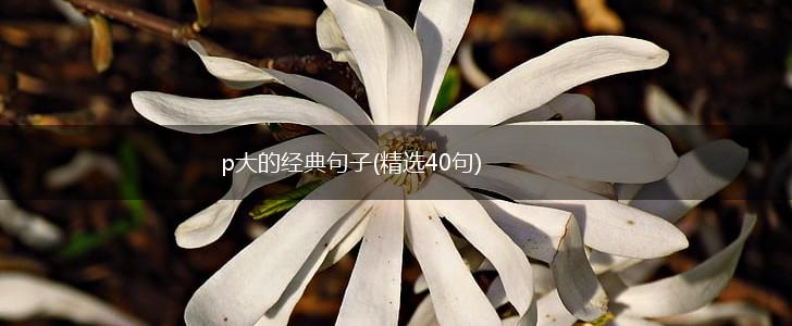 p大的经典句子(精选40句),第1张