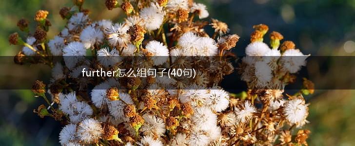 further怎么组句子(40句),第1张