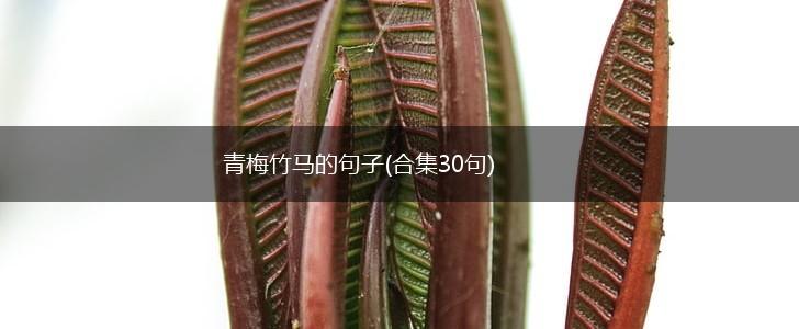 青梅竹马的句子(合集30句),第1张