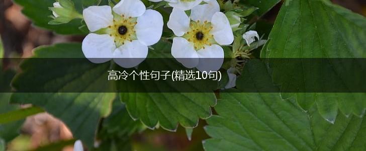 高冷个性句子(精选10句),第1张
