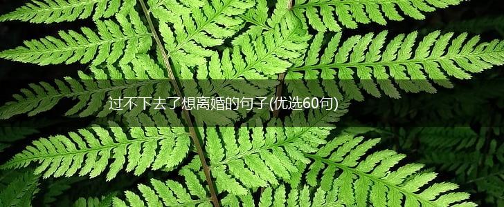过不下去了想离婚的句子(优选60句),第1张