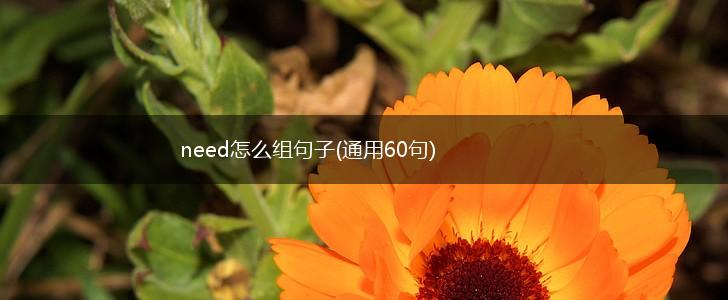 need怎么组句子(通用60句),第1张