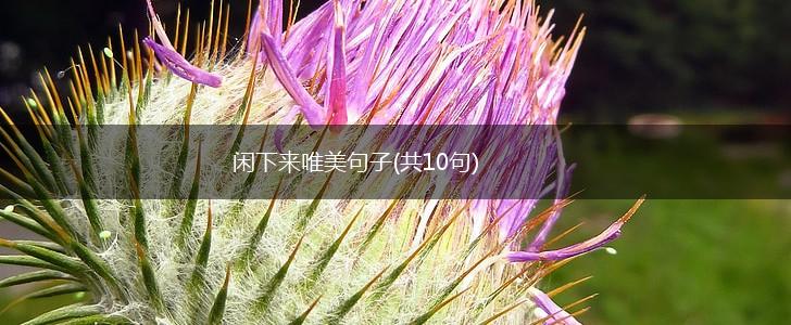 闲下来唯美句子(共10句),第1张