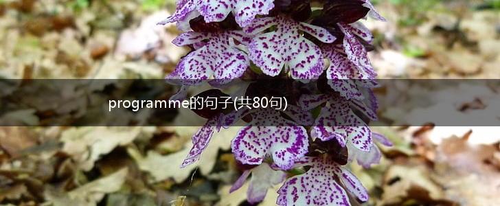 programme的句子(共80句),第1张
