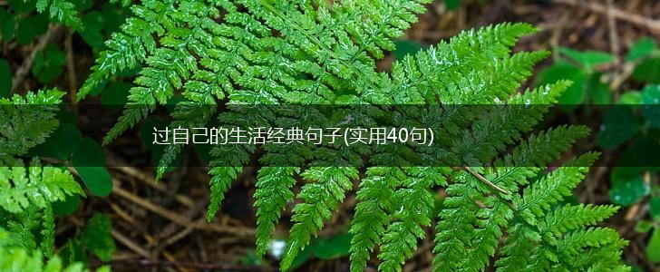 过自己的生活经典句子(实用40句),第1张