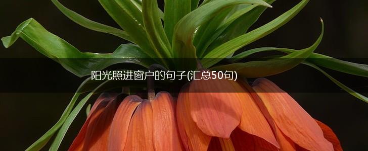 阳光照进窗户的句子(汇总50句),第1张