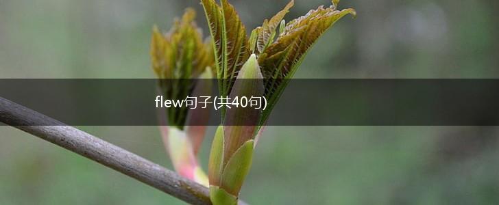 flew句子(共40句),第1张
