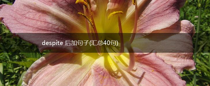 despite 后加句子(汇总40句),第1张