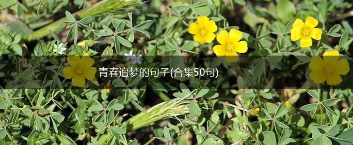 青春追梦的句子(合集50句),第1张