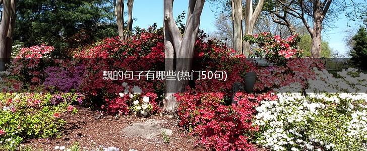 飘的句子有哪些(热门50句),第1张
