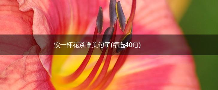 饮一杯花茶唯美句子(精选40句),第1张