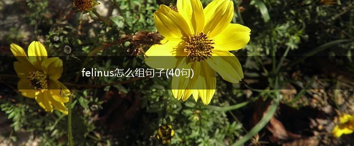 felinus怎么组句子(40句),第1张