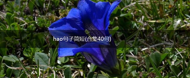 hao句子简短(合集40句),第1张