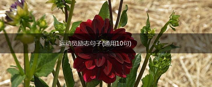 运动员励志句子(通用10句),第1张