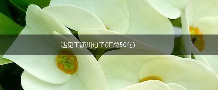 遇见王沥川句子(汇总50句),第1张
