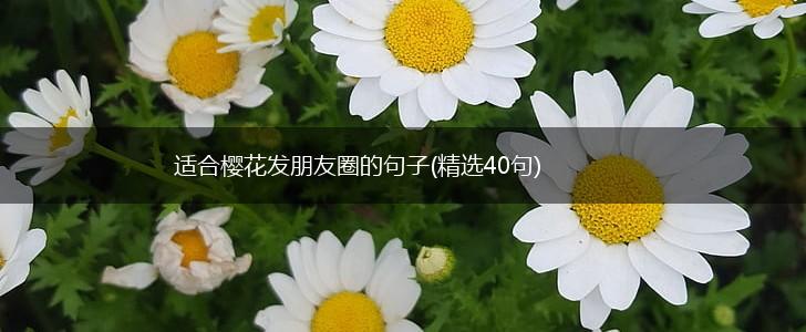 适合樱花发朋友圈的句子(精选40句),第1张
