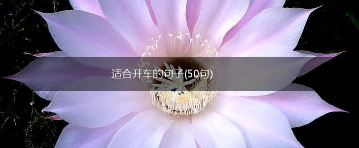 适合开车的句子(50句),第1张