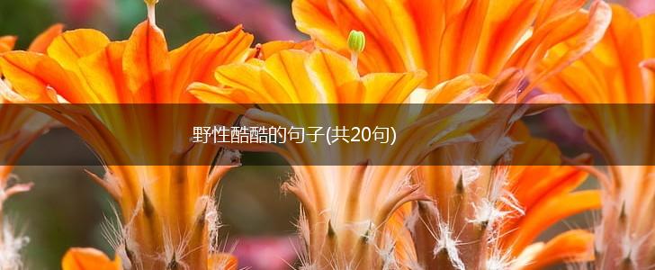 野性酷酷的句子(共20句),第1张