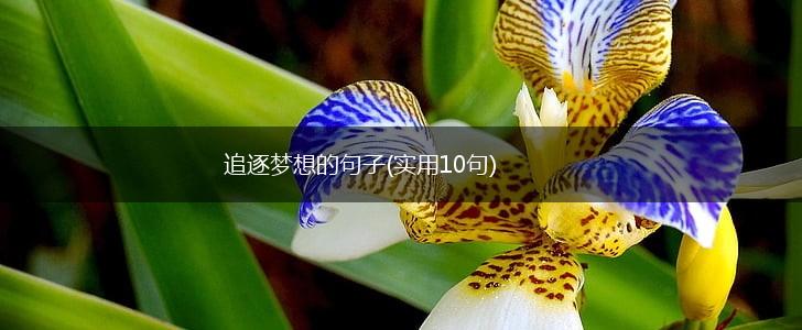 追逐梦想的句子(实用10句),第1张