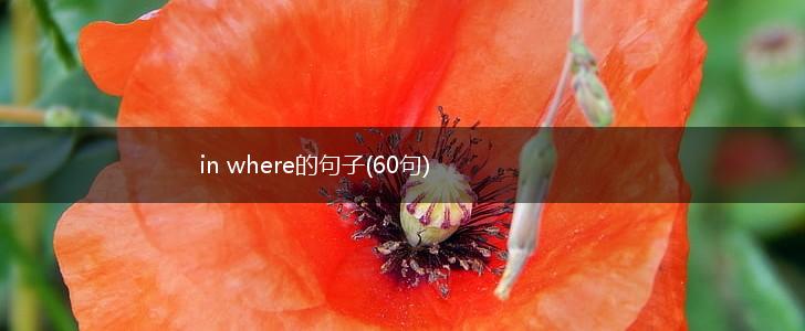 in where的句子(60句),第1张