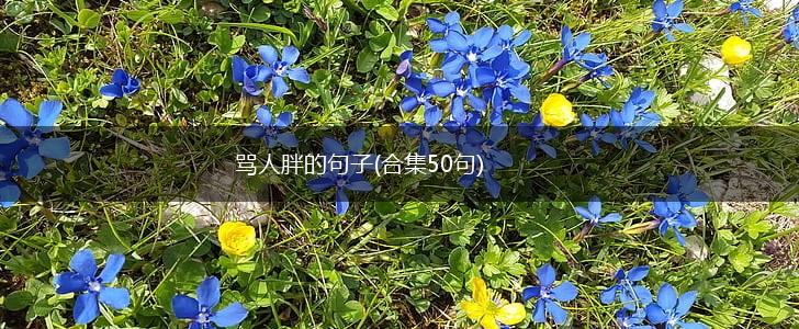 骂人胖的句子(合集50句),第1张