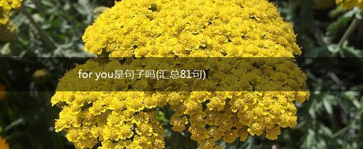 for you是句子吗(汇总81句),第1张