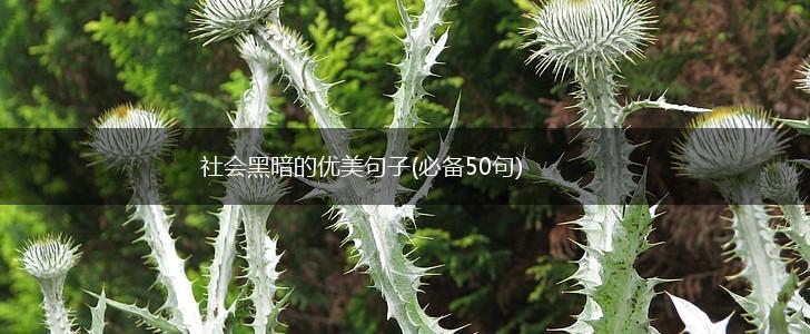 社会黑暗的优美句子(必备50句),第1张