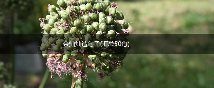 金灿灿造句子(汇总50句),第1张