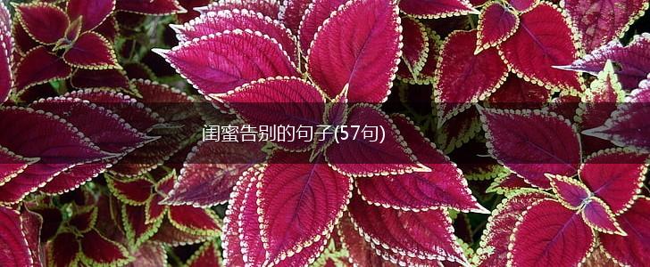 闺蜜告别的句子(57句),第1张