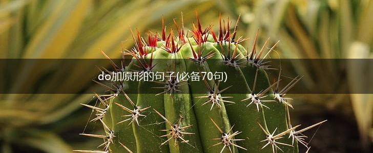 do加原形的句子(必备70句),第1张