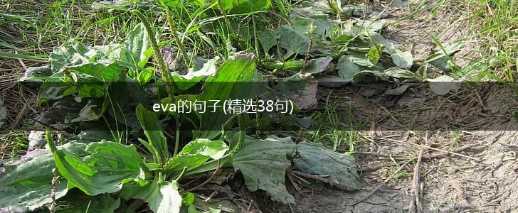 eva的句子(精选38句),第1张