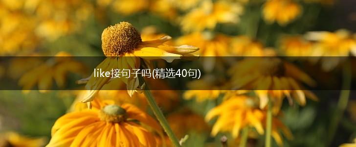 like接句子吗(精选40句),第1张