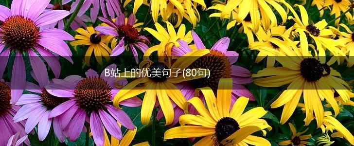 B站上的优美句子(80句),第1张