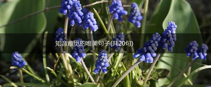 知音难觅的唯美句子(共20句),第1张
