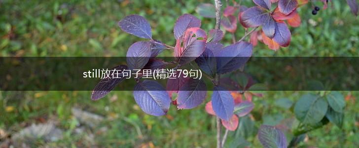 still放在句子里(精选79句),第1张