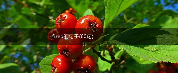 fired的句子(60句),第1张