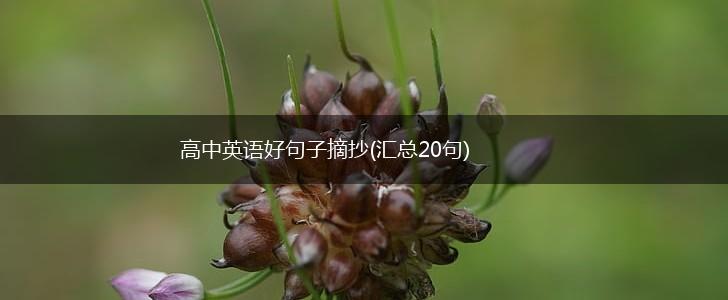 高中英语好句子摘抄(汇总20句),第1张