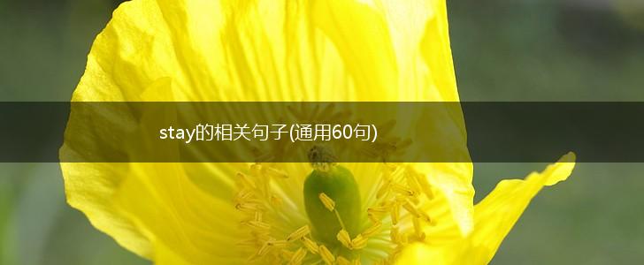 stay的相关句子(通用60句),第1张