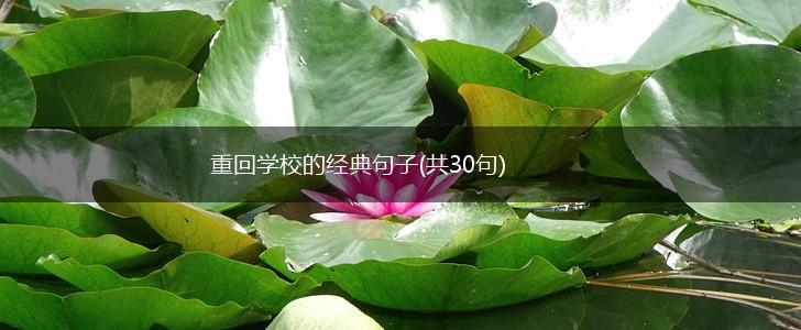 重回学校的经典句子(共30句),第1张