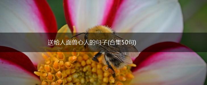 送给人面兽心人的句子(合集50句),第1张