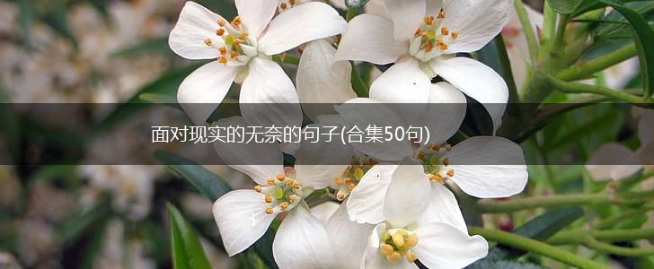 面对现实的无奈的句子(合集50句),第1张