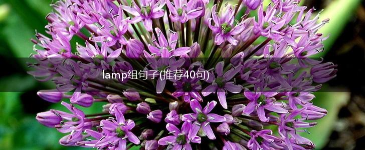lamp组句子(推荐40句),第1张