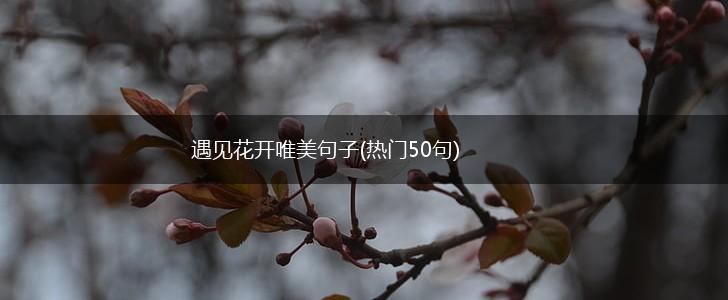 遇见花开唯美句子(热门50句),第1张
