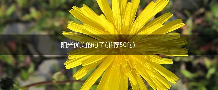 阳光优美的句子(推荐50句),第1张