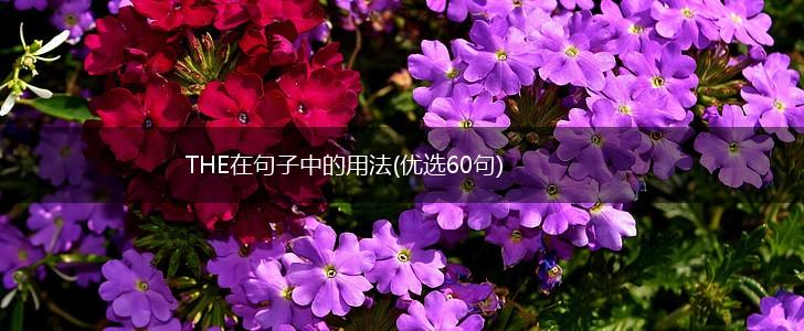 THE在句子中的用法(优选60句),第1张